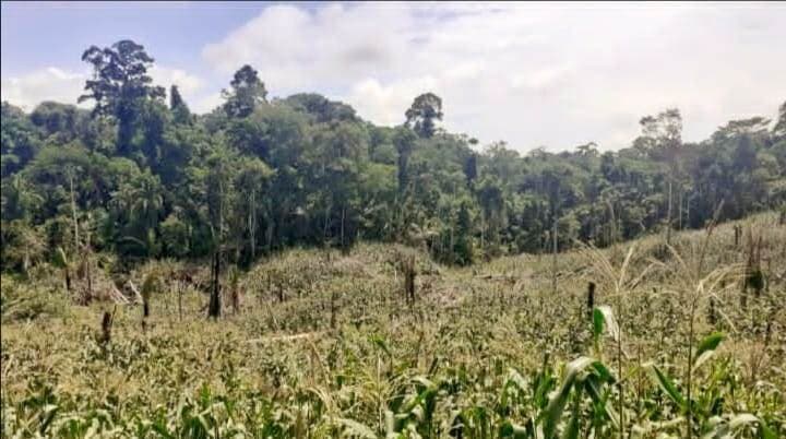 se vende terreno en pucallpa 100 Hectáreas de terreno en Pucallpa — foto 3
