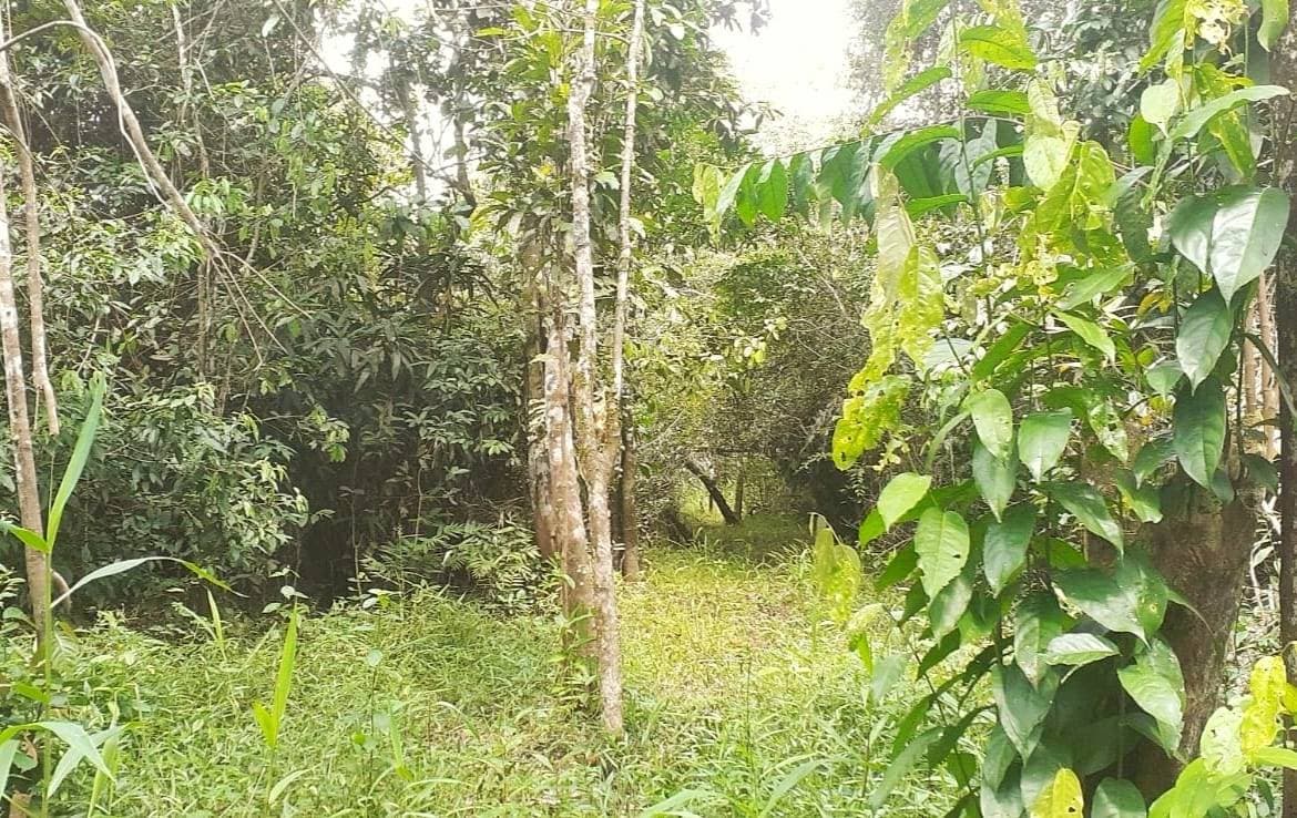 se vende terreno en pucallpa por hectáreas