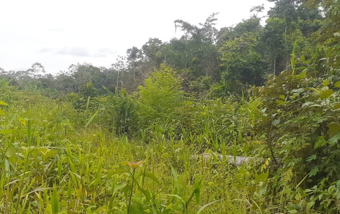 se vende terreno en pucallpa por hectáreas — foto 2
